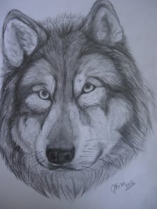 lobo2